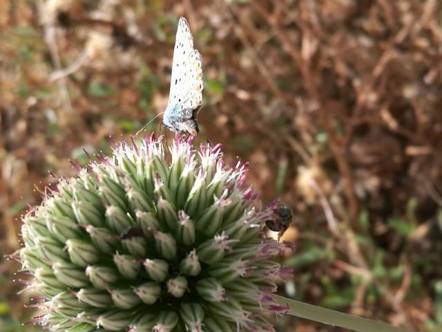 Polyommatus celinus